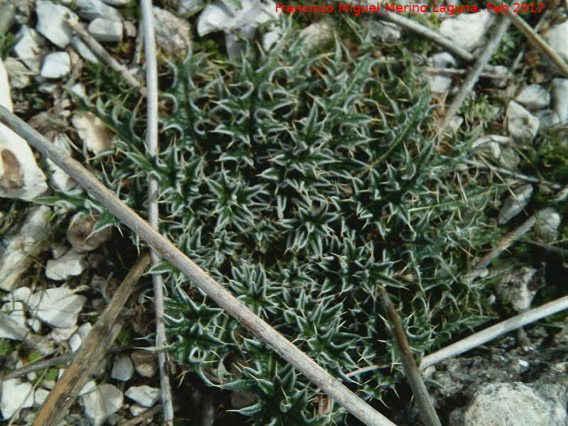 Cardo acaule - Cardo acaule. Zona alta del Aznaitn