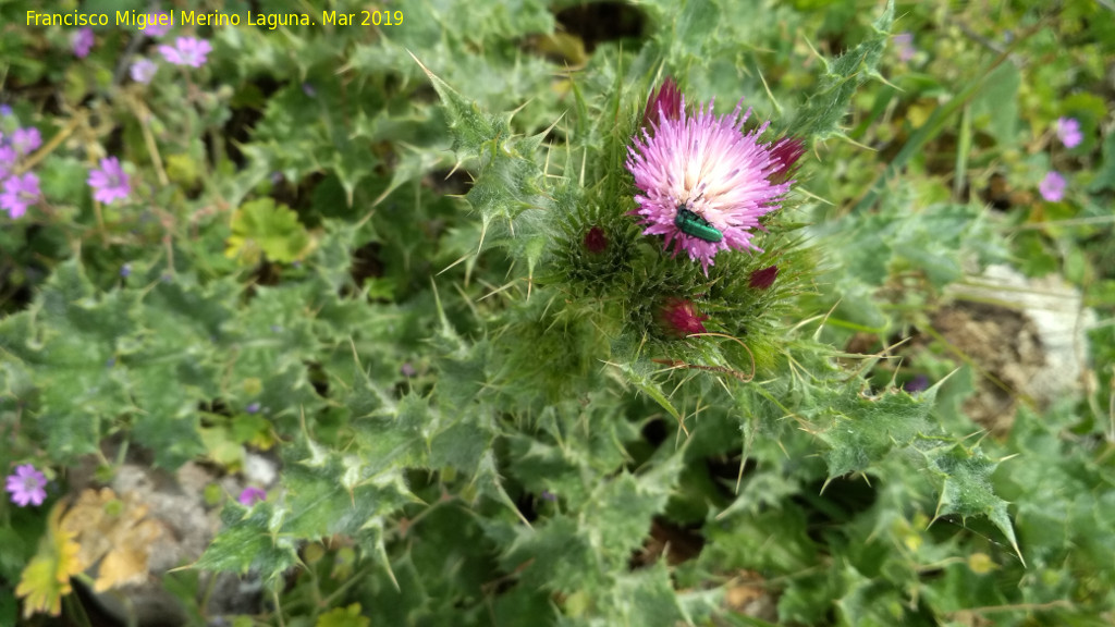 Cardo acaule - Cardo acaule. Giribaile - Vilches