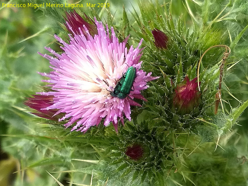 Cardo acaule - Cardo acaule. Giribaile - Vilches