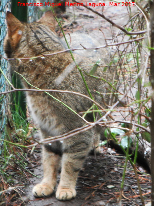 Gato monts europeo - Gato monts europeo. Riopar