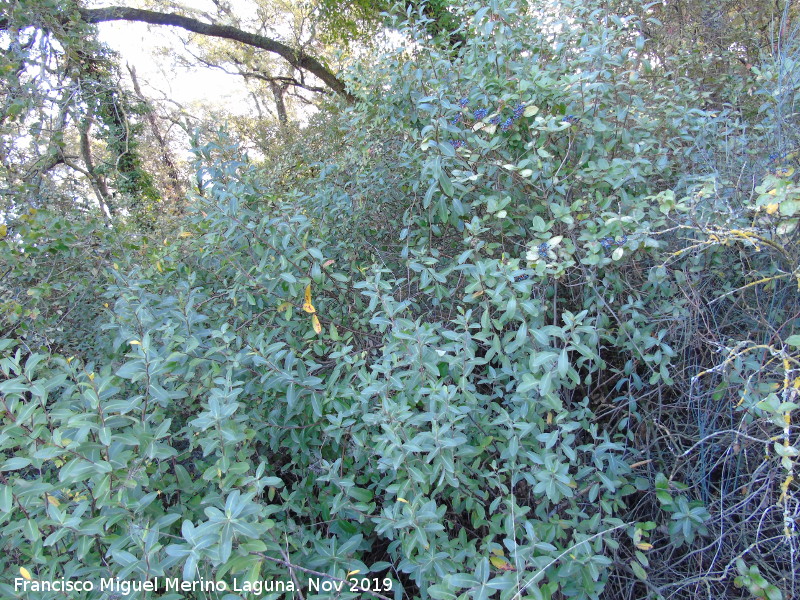 Durillo - Durillo. Ba�izuela - Torredelcampo