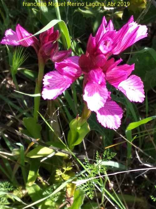 Orqudea Papilonacea - Orqudea Papilonacea. Cerro Miguelico - Torredelcampo