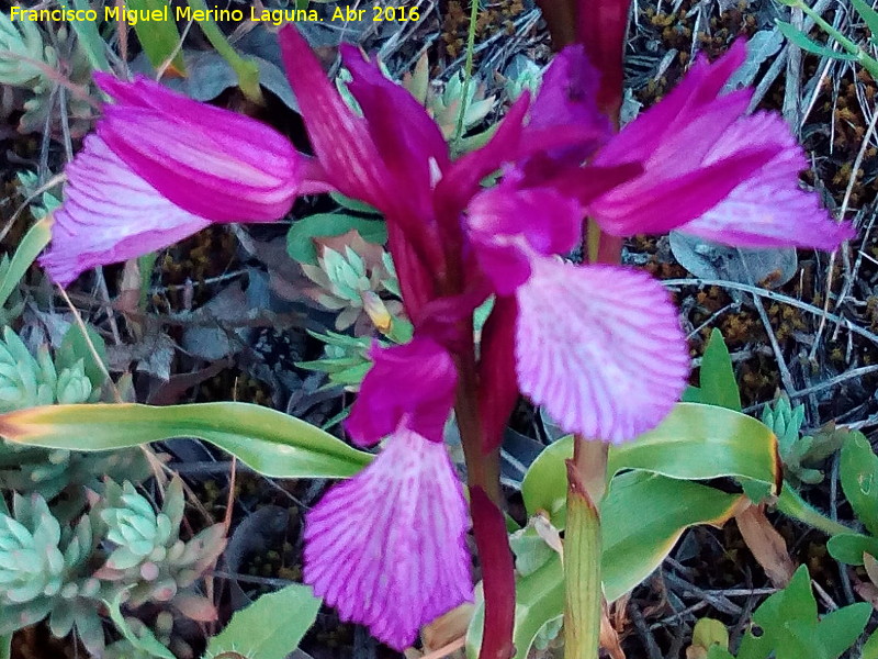 Orqudea Papilonacea - Orqudea Papilonacea. Los Villares