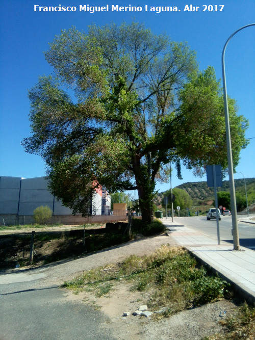 Alameda de las Navas - Alameda de las Navas. ltimo ejemplar de olmo que queda