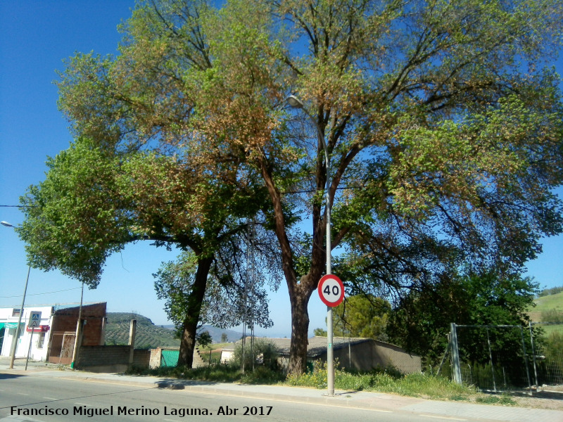 Alameda de las Navas - Alameda de las Navas. 