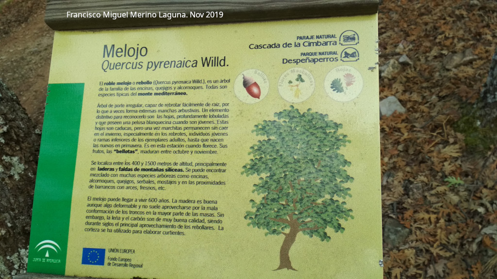 Roble melojo - Roble melojo. Cartel. Aldeaquemada