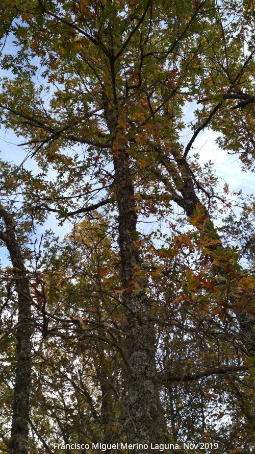 Roble melojo - Roble melojo. Aldeaquemada