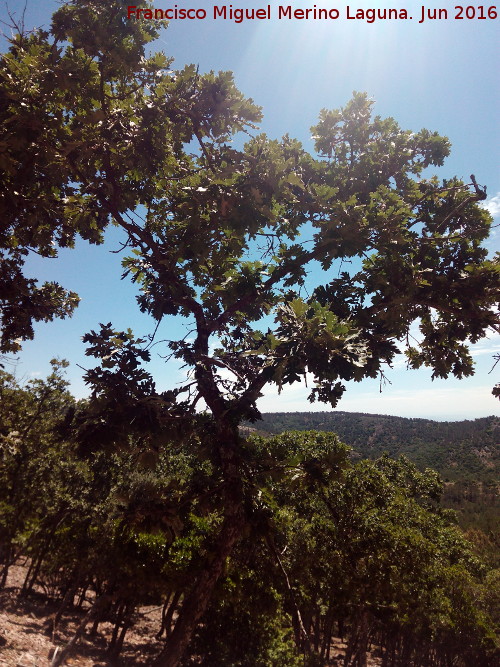 Roble melojo - Roble melojo. Cerro de la Estrella - Santa Elena