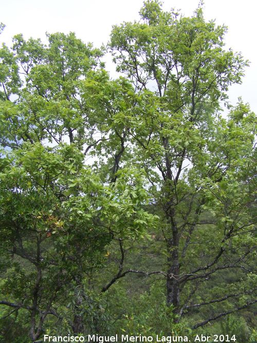 Roble melojo - Roble melojo. Sierra de Navalmanzano - Fuencaliente