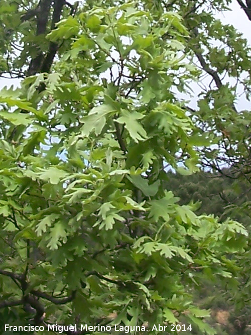 Roble melojo - Roble melojo. Sierra de Navalmanzano - Fuencaliente