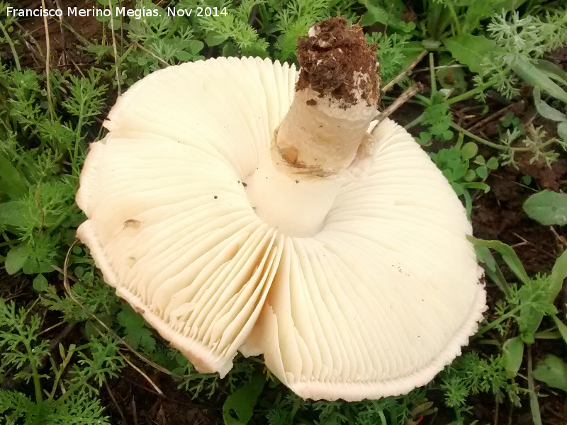 Amanita de sombrero erizado - Amanita de sombrero erizado. 