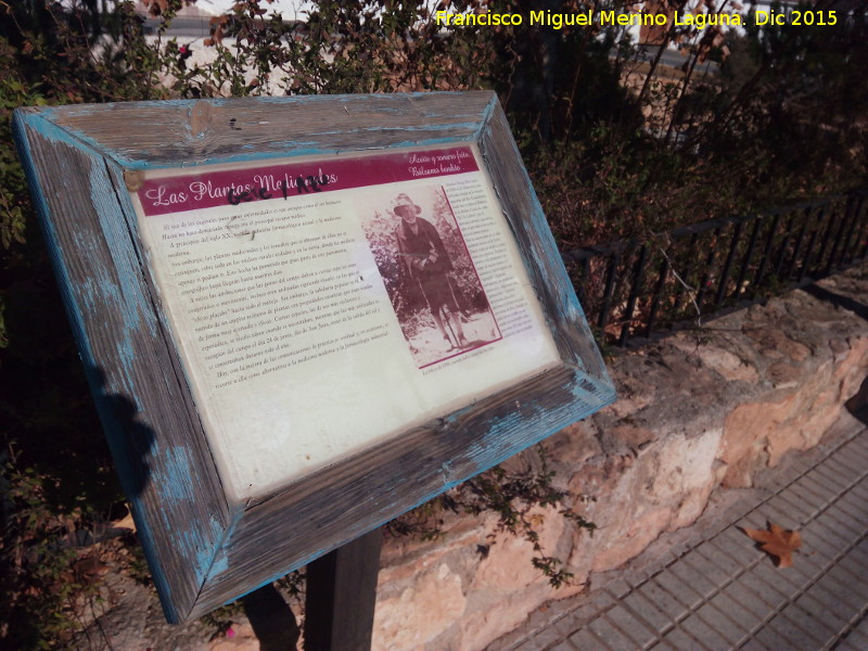 Museo al arire libre de Fontanar - Museo al arire libre de Fontanar. Las plantas medicinales