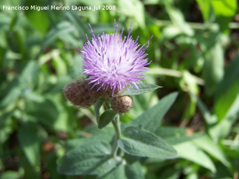 Centaurea - Centaurea. Cazorla