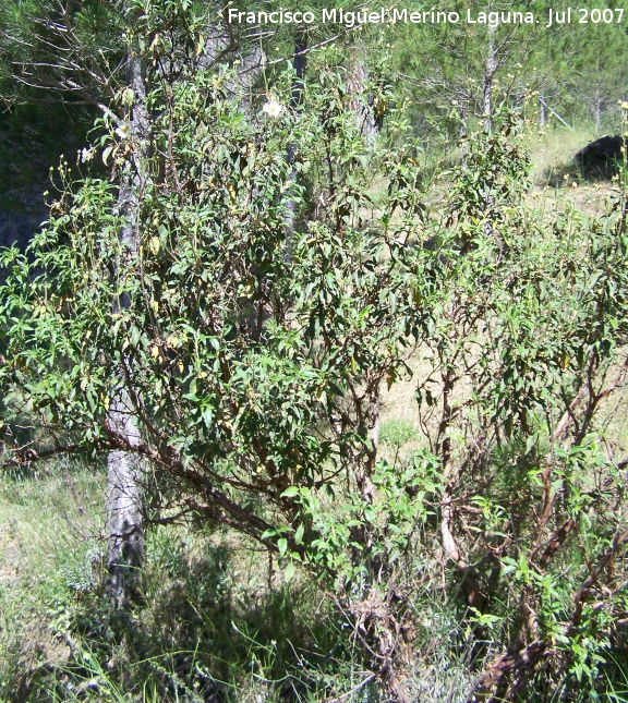 Jara hoja de laurel - Jara hoja de laurel. Segura