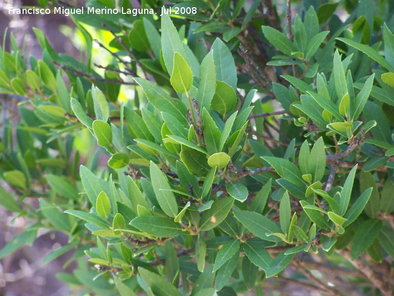 Jara hoja de laurel - Jara hoja de laurel. Cazorla