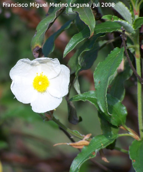 Jara hoja de laurel - Jara hoja de laurel. Segura