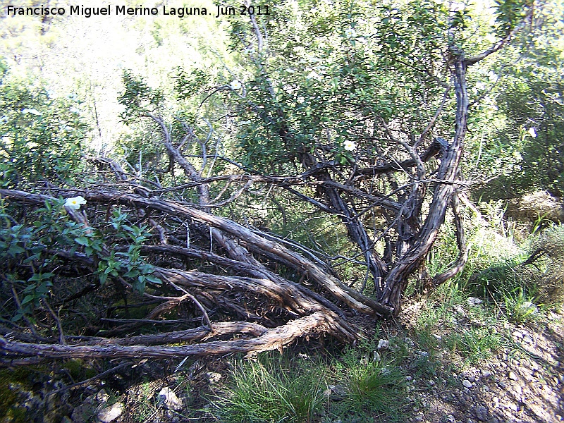 Jara hoja de laurel - Jara hoja de laurel. La Hoya - Jan