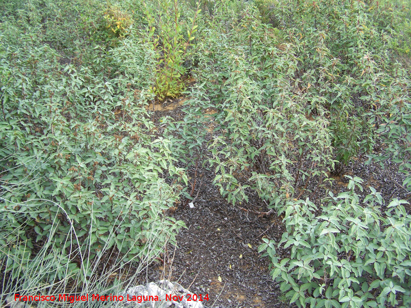 Jara hoja de laurel - Jara hoja de laurel. Zagrilla Baja - Priego de Crdoba