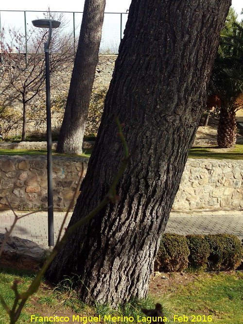 Pino del Seminario - Pino del Seminario. Su tronco en comparacin con una farola