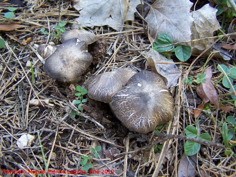 Tricholoma pardinus - Tricholoma pardinus. Quiebrajano - Jan