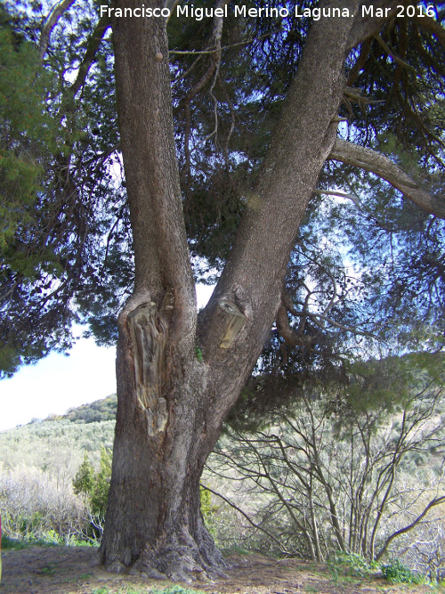 Pino de Palomareja - Pino de Palomareja. 