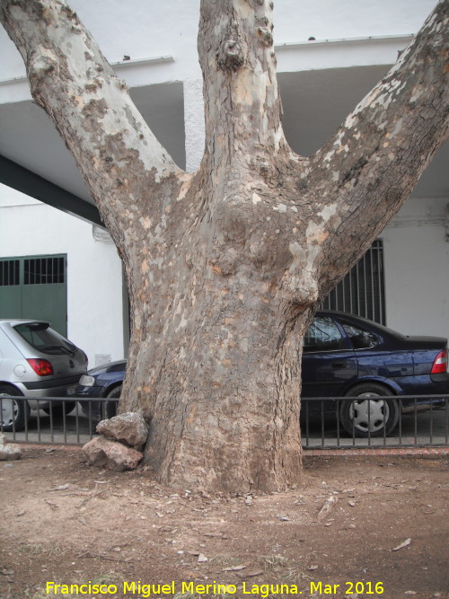 Pltano del Bosque - Pltano del Bosque. Su tronco comparado con los coches