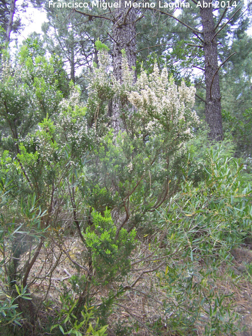 Brezo blanco - Brezo blanco. Sierra de Navalmanzano - Fuencaliente