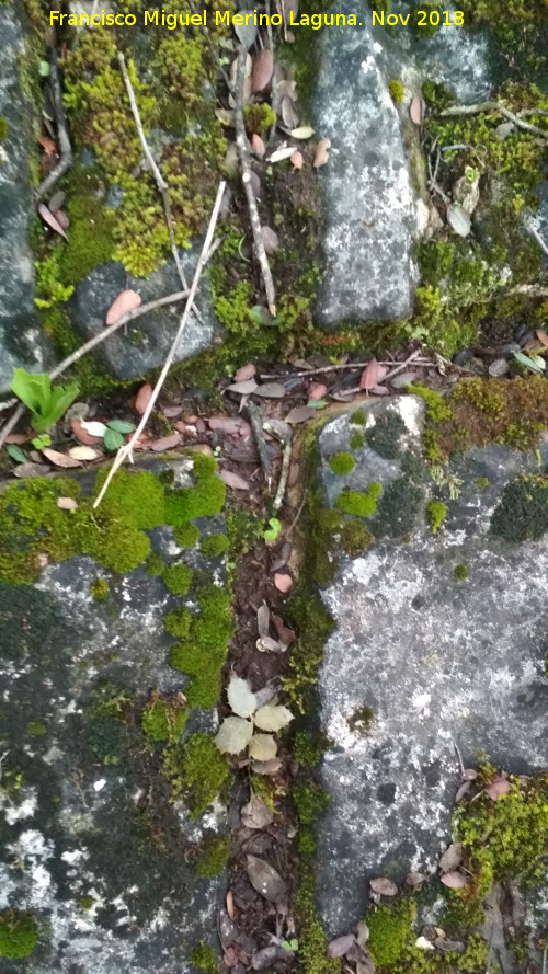 Cruz del Cubo - Cruz del Cubo. 