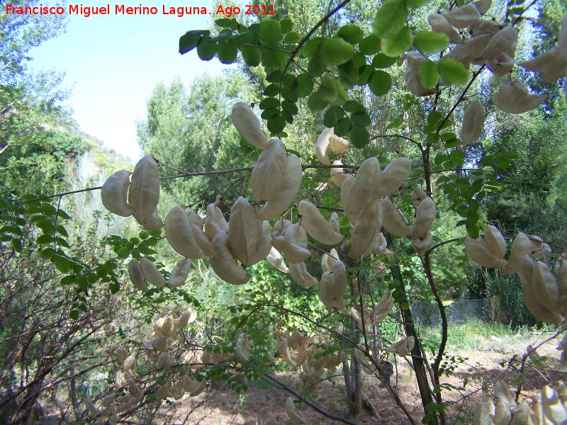 Espantalobos - Espantalobos. Pea del Olivar - Siles