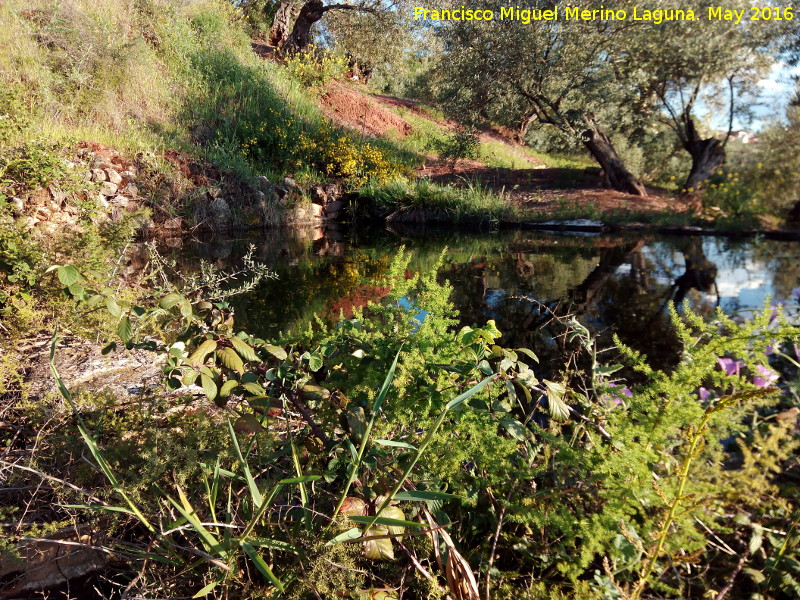 Alberca de la Atalaya - Alberca de la Atalaya. 