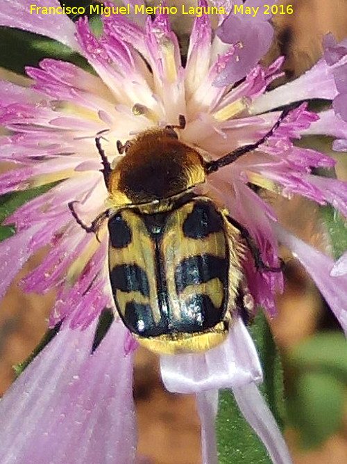 Escarabajo abeja - Escarabajo abeja. La Estrella - Navas de San Juan