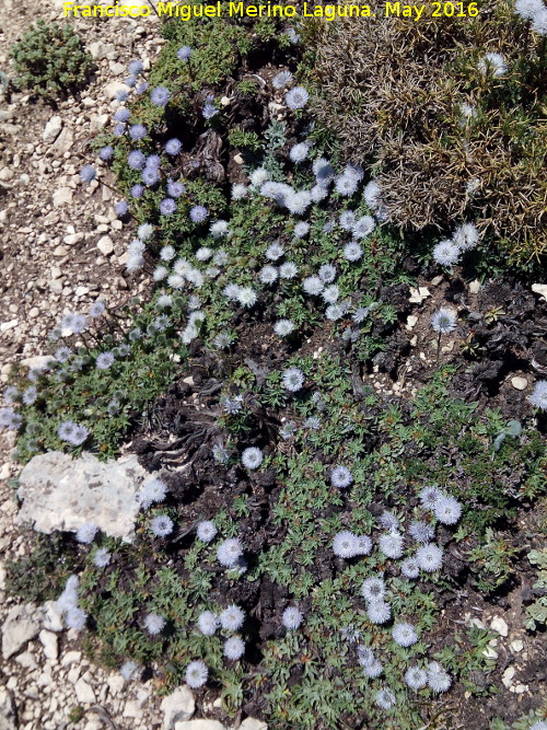 Globularia - Globularia. Banderillas - Santiago Pontones