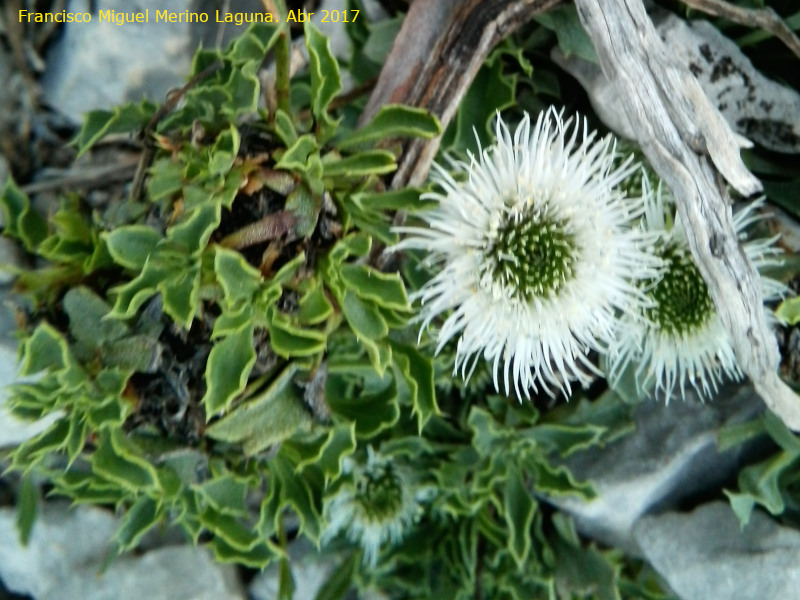 Globularia - Globularia. Castillo Majada Hinojosa - Albanchez de Mgina