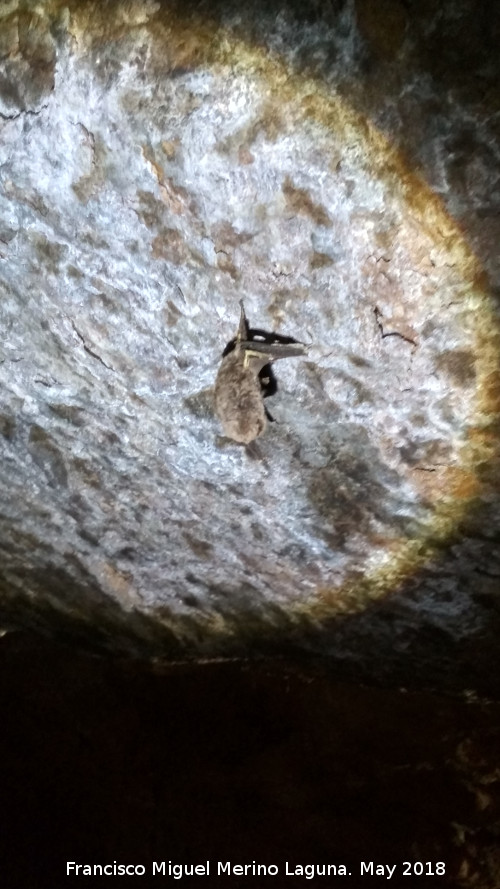 Cueva de las Cabreras - Cueva de las Cabreras. Murcilago
