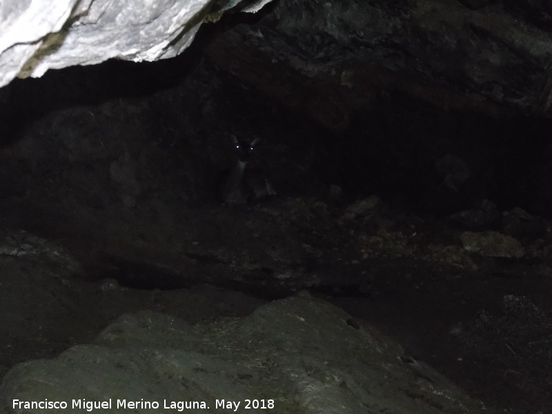 Cueva de las Cabreras - Cueva de las Cabreras. Cierva en el interior de la cueva