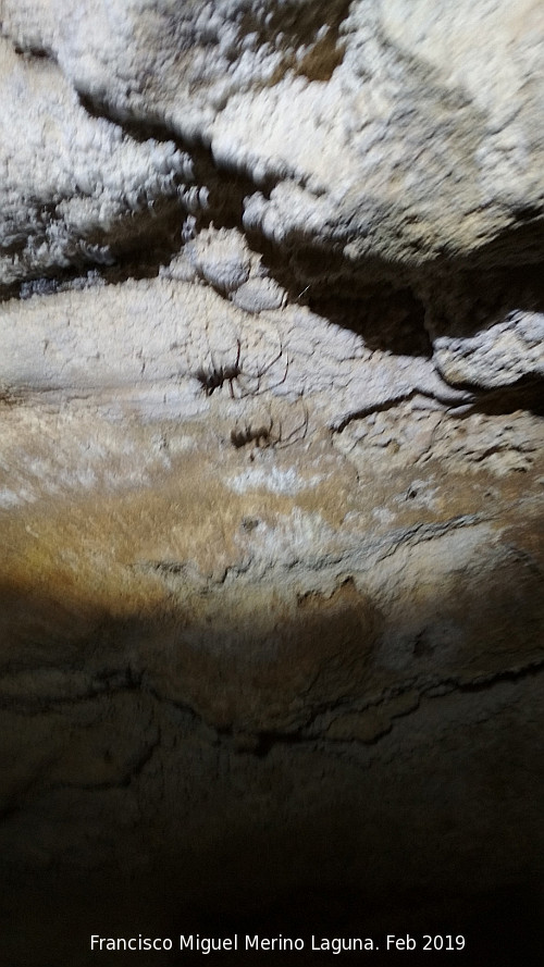 Cueva de la Virgen - Cueva de la Virgen. Araa Caverncola