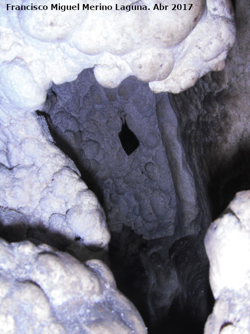 Cueva de los Esqueletos - Cueva de los Esqueletos. Fauna