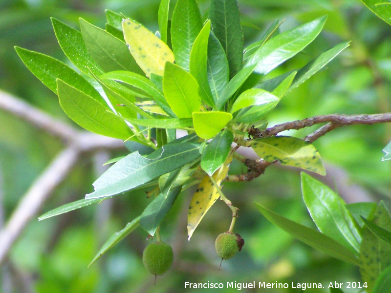 Madroo - Madroo. Fruto sin madurar. Sierra de Navalmanzano - Fuencaliente