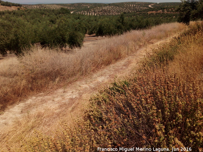 Calzada de la Huerta del Comendador - Calzada de la Huerta del Comendador. 