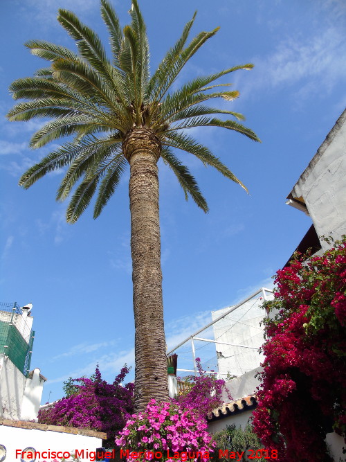 Casa de la Calle San Juan de Palomares n 11 - Casa de la Calle San Juan de Palomares n 11. Palmera