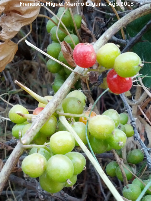 Zarzaparrilla - Zarzaparrilla. Frutos. Cerro Cerrajn - Los Villares