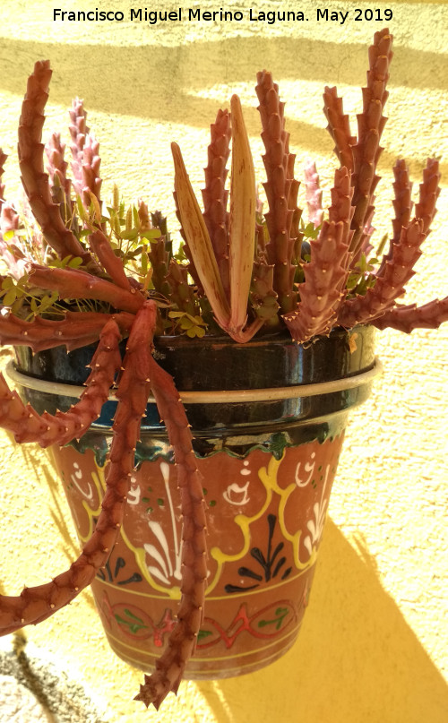 Cactus Flor de Lagarto - Cactus Flor de Lagarto. Los Villares