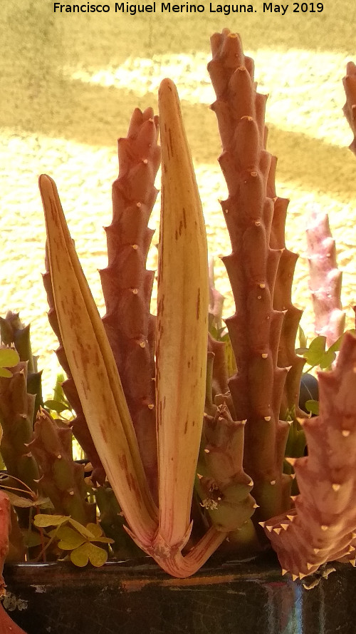 Cactus Flor de Lagarto - Cactus Flor de Lagarto. Fruto. Los Villares