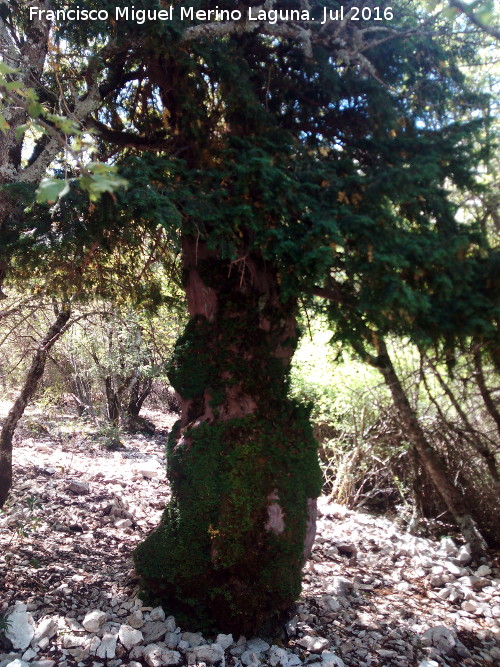 Sendero Tejos Milenarios - Sendero Tejos Milenarios. Uno de los ejemplares de tejo