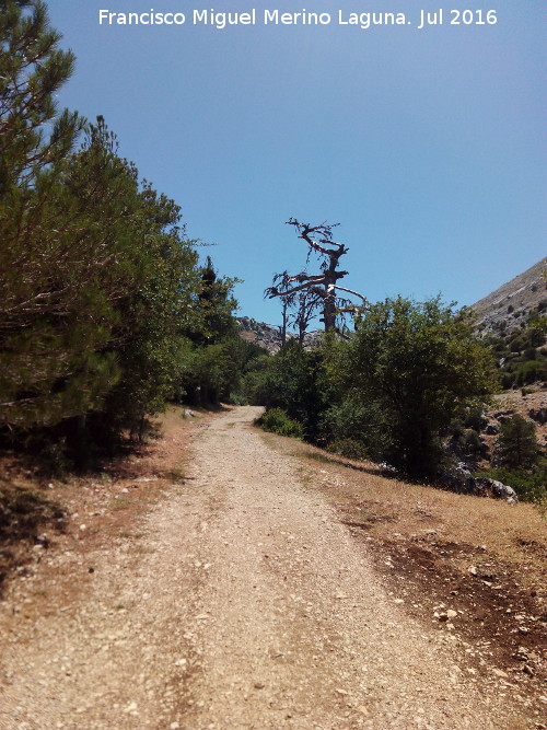 Camino del Poyo de las Palomas - Camino del Poyo de las Palomas. 