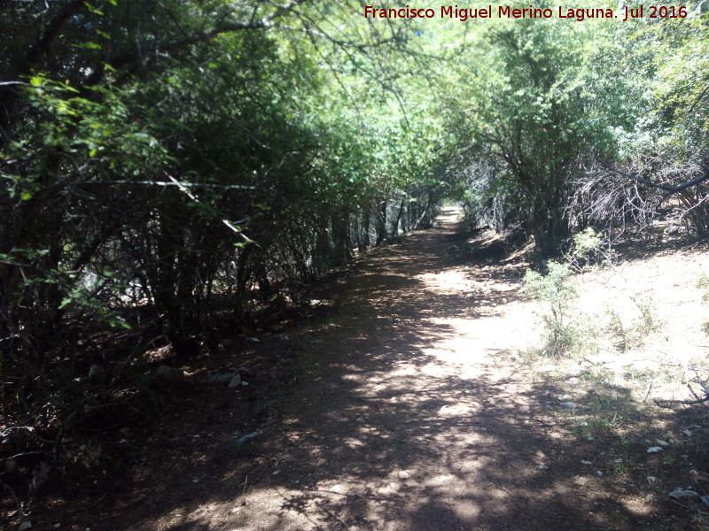 Camino del Poyo de las Palomas - Camino del Poyo de las Palomas. 