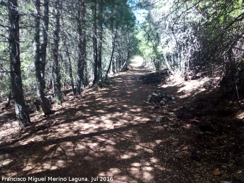 Camino del Poyo de las Palomas - Camino del Poyo de las Palomas. 