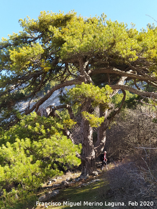 Pino Tridente - Pino Tridente. 