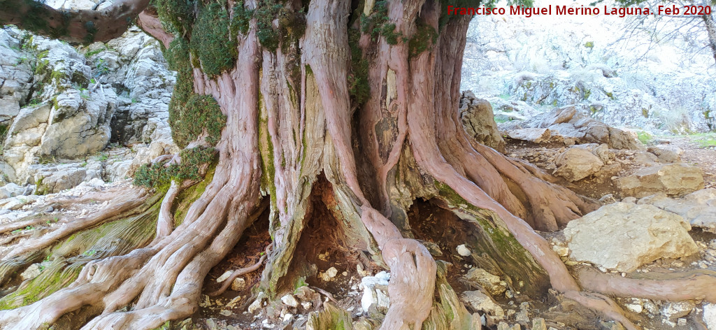 Tejo Milenario Macho - Tejo Milenario Macho. Tronco