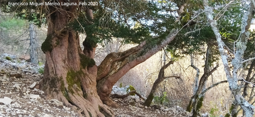 Tejo Milenario Hembra - Tejo Milenario Hembra. Tronco